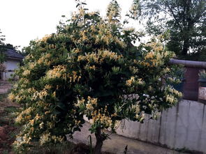 描寫金銀花的詩句古詩