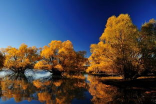 古詩,詩句,描寫,秋天