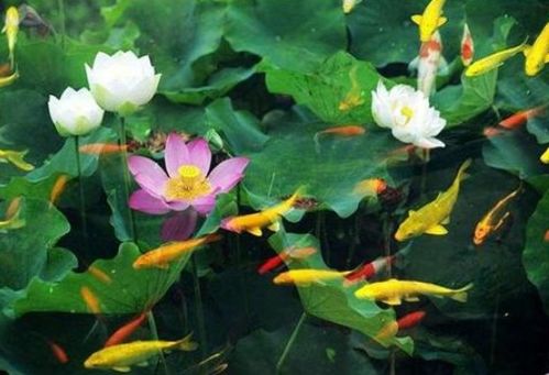 嬉戲玩耍的古詩(shī)句