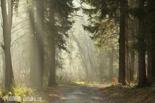 關(guān)于樹毛毛的詩(shī)句