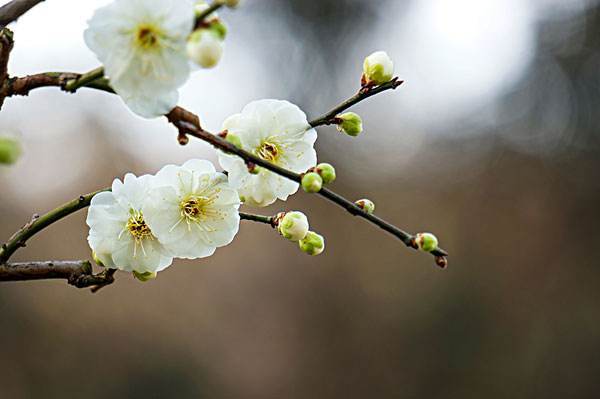 小學(xué)關(guān)于梅花的詩(shī)句古詩(shī)大全,關(guān)于春天梅花的詩(shī)句古詩(shī)大全,描寫(xiě)梅花的詩(shī)句古詩(shī)大全