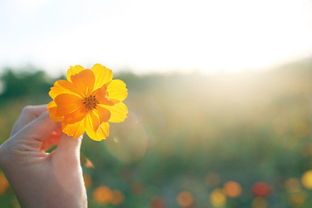 比喻心情好的唯美古詩句