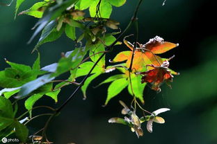 描寫秋天荷花的詩句古詩大全,描寫秋天景色的詩句古詩大全,二年級描寫秋天的詩句古詩大全