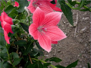 關(guān)于桔梗花的古詩句