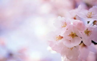 關(guān)于桃花的詩(shī)句還有哪些?,桃花的詩(shī)句有哪些?,帶有桃花的詩(shī)句有哪些