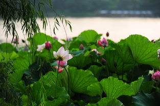 小學(xué)關(guān)于描寫(xiě)夏天的詩(shī)句古詩(shī)