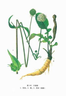 關(guān)于續(xù)斷的詩(shī)句