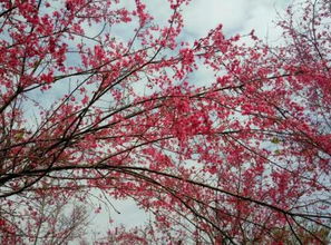 關(guān)于櫻桃的愛情詩句