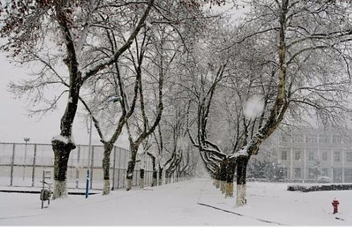 一兩句古詩中比喻雪的詩句