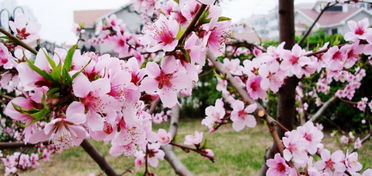 贊美歌喉的詩(shī)句,形容歌喉的詩(shī)句,形容歌喉好的詩(shī)句