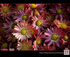 關(guān)于菊花香味很香的詩(shī)句