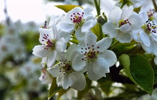 關(guān)于梨花節(jié)的詩句