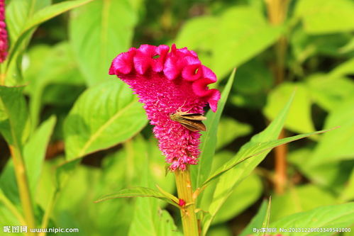 關(guān)于蝴蝶與雞冠花的詩句