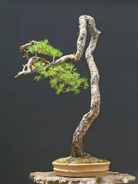 關于松樹的古詩句,表現(xiàn)友情的古詩句,表現(xiàn)思鄉(xiāng)的古詩句