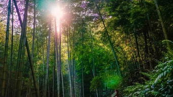 竹林,晚風(fēng),詩(shī)句