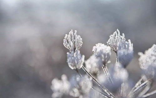 關(guān)于描寫霜降的詩句