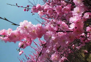 小學(xué)描寫桃花的詩句古詩