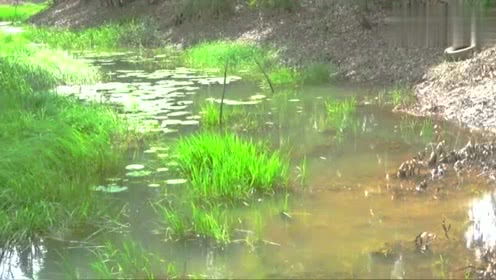 關(guān)于團(tuán)花錦簇的詩(shī)句