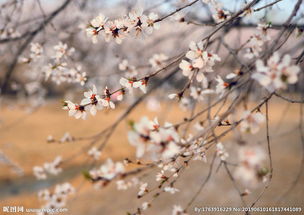 詩(shī)句,還有哪些,桃花