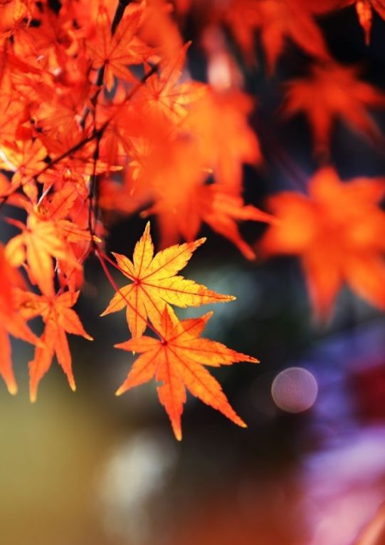 關(guān)于楓葉對花錯的詩句古詩