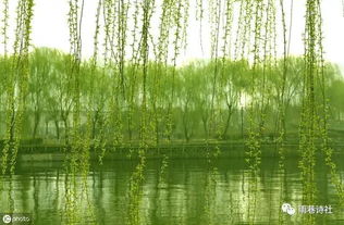 關(guān)于詠柳樹的詩句