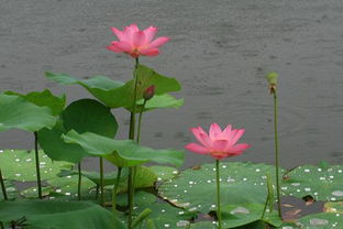 關(guān)于雨中芙蓉的詩句