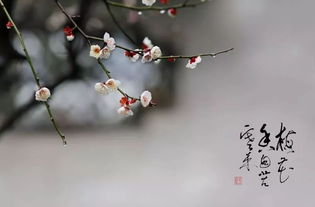 關(guān)于擁有幸福的詩句