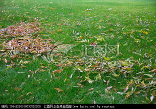 關(guān)于青黃葉的詩(shī)句