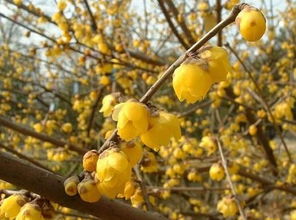 關(guān)于吟詠花木的詩(shī)句和象征