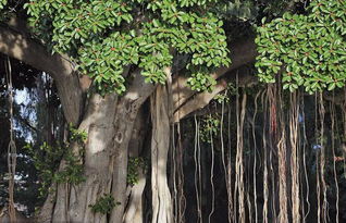 朗誦,詩句,榕樹