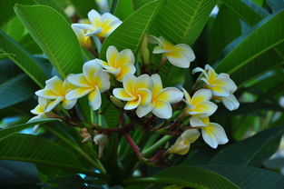 關(guān)于雞蛋花的詩(shī)句樹上