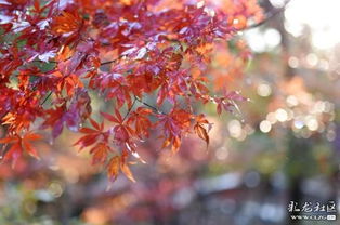 秋楓葉詩(shī)句古詩(shī)詞