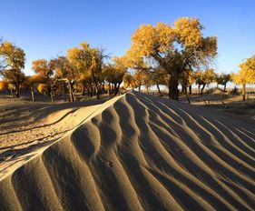 關(guān)于胡楊的古詩句或名言