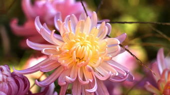 秋菊霜的詩句古詩