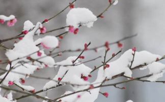 關(guān)于山春水雪的詩(shī)句古詩(shī)大全