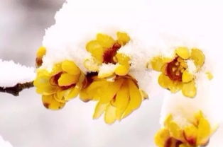 關于臘梅精神的詩句