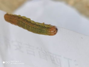 關(guān)于黏蟲大發(fā)生的詩(shī)句