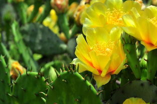 仙人掌的花開過程作文600字作文開頭