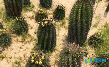 仙人掌有的像作文開頭