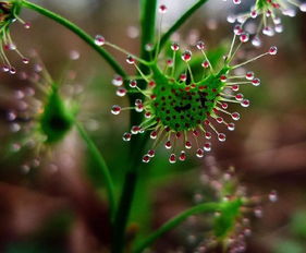 食蟲草作文(食蟲草作文)