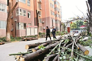 修剪樹枝作文(修剪樹枝作文)