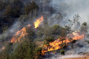 關(guān)于森林火災(zāi)的作文開(kāi)頭