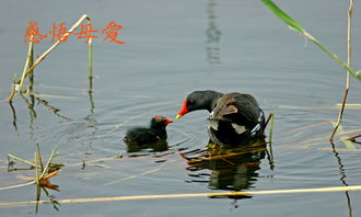 600字關(guān)于母親感動(dòng)作文開(kāi)頭