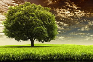 大樹(shù)旅行作文(大樹(shù)的旅行作文)