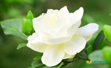 梔子花寫作文開頭