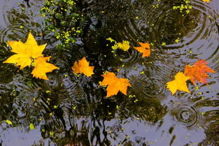 秋雨作文用詩詞開頭