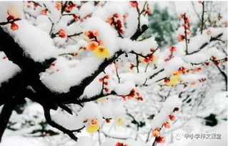 冬天開頭結(jié)尾的作文素材