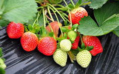 初中摘草莓作文開頭