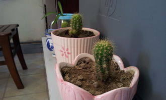 偶遇作文的開頭結(jié)尾