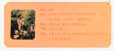 觀察事物作文的開頭怎么